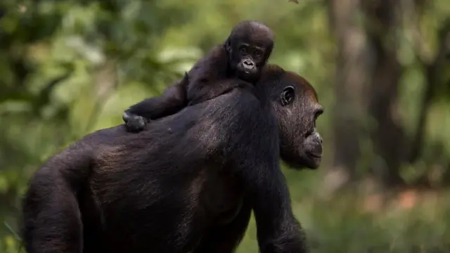 Гориллы носят детенышей на себе в течение нескольких лет