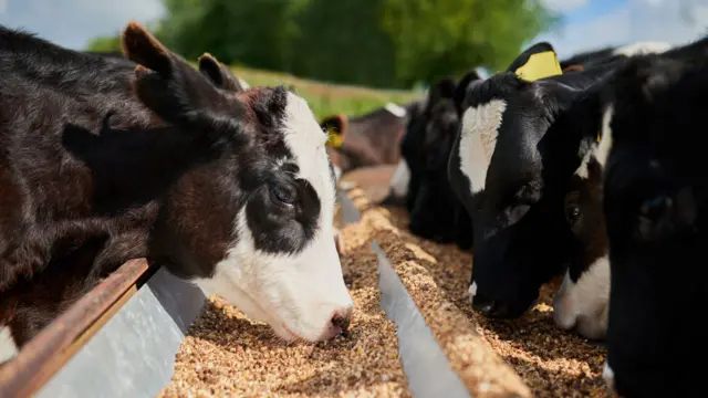 Ganado en Europa comiendo concentrado