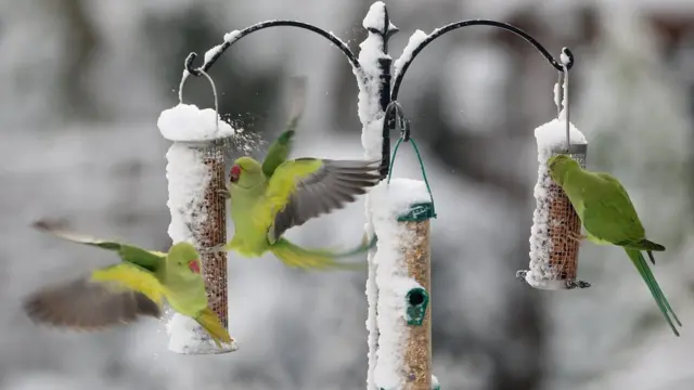 Попугайчики на воле в Южном Лондоне