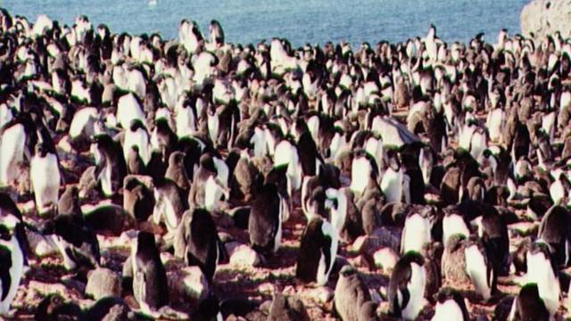 Пингвины в Антарктиде (1995 год)