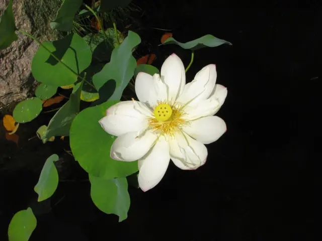 "Темная сторона"