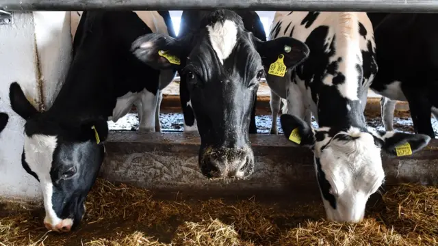 Коровы на ферме