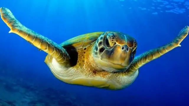 ஆமைக்கறி உடலுக்கு நல்லதா? - உண்டவரின் உண்மை கதை