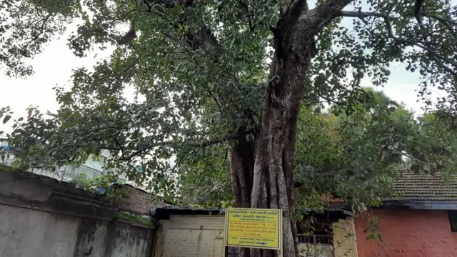 पिंपळ