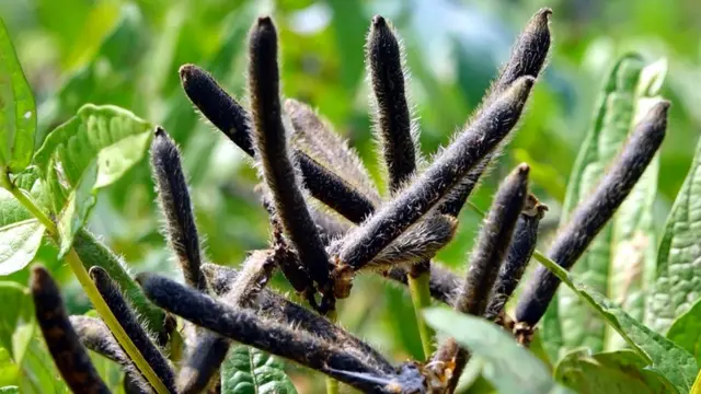 விதைப்பண்ணை