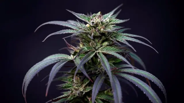 Planta de marihuana.