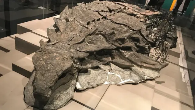 노도사우루스 화석