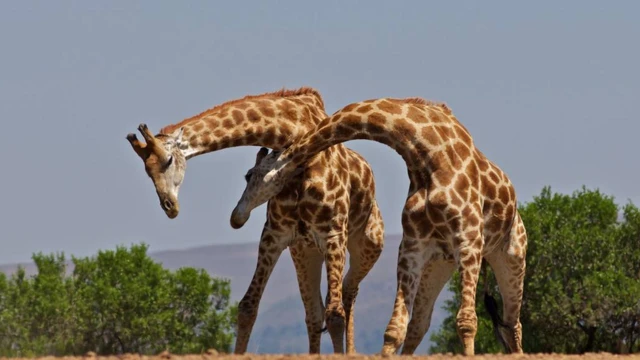 ยีราฟตัวผู้