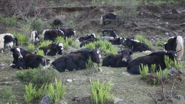 मुस्ताङमा चौँरीगाईहरू