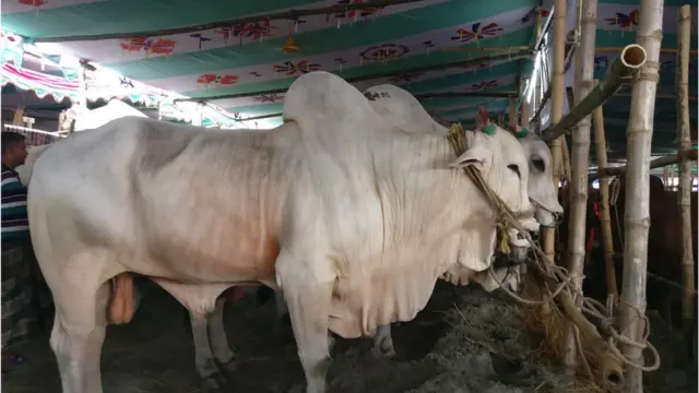 ইদানীং লোকজন মোটাতাজা করা গরু কিনতে চায় না।