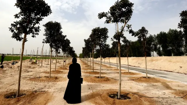 กาตาร์เร่งปลูกหญ้าและต้นไม้ เพื่อนำมาประดับสนามและบริเวณการแข่งขันฟุตบอลโลกที่กาตาร์จะเป็นเข้าภาพ