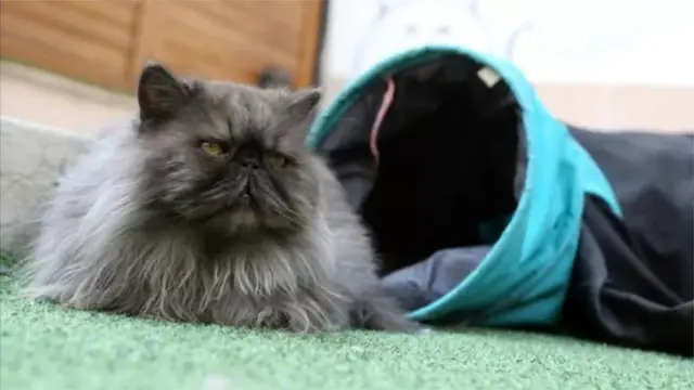 ઈરાન બિલાડીની પ્રજાતિમાં સૌથી પ્રસિદ્ધ પૈકી એક એવી 'પર્સિયન કૅટ'ના જન્મસ્થાન સ્વરૂપે પણ પ્રખ્યાત રહ્યું છે. પરંતુ નવો કાયદો બન્યા બાદ તેના અસ્તિત્વને લઈને સંકટ સર્જાવા લાગ્યું છે