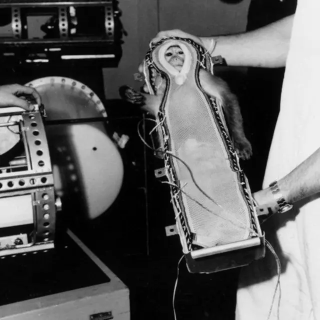 Tumbili hao walitumika kupima athari za mionzi hiyo ya Kielektroniki