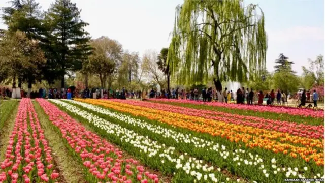 श्रीनगरमधली ट्यूलिप गार्डन