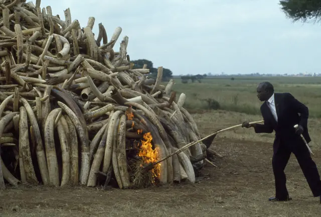 Le président Daniel Arap Moi, tenant son bâton d'ivoire de cérémonie et mettant le feu à des défenses d'une valeur de 3 millions de dollars US, confisquées à des braconniers par des gardes-chasse kenyans.