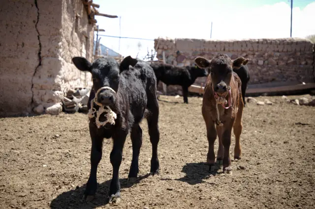 ангус музоолору