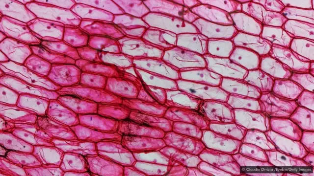L'utilisation de cellules produites de cette manière a suscité une certaine controverse