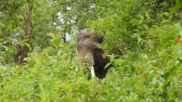 2021ஆம் ஆண்டு ஆகஸ்டு 2ஆம் தேதி சிக்கல்லா காட்டில் விடப்பட்ட பிறகு.