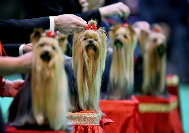 یوکشائر ٹیریئرز