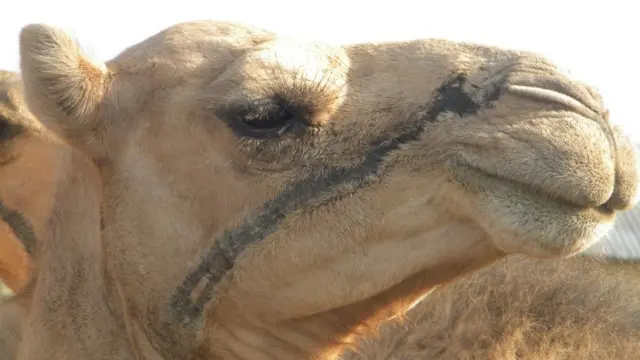 Can jiid (ama: Canjiid). [Geela] (ku taalla: Daanka). Summad alif dheer ah oo xoolaha daanka lagaga dhigo.