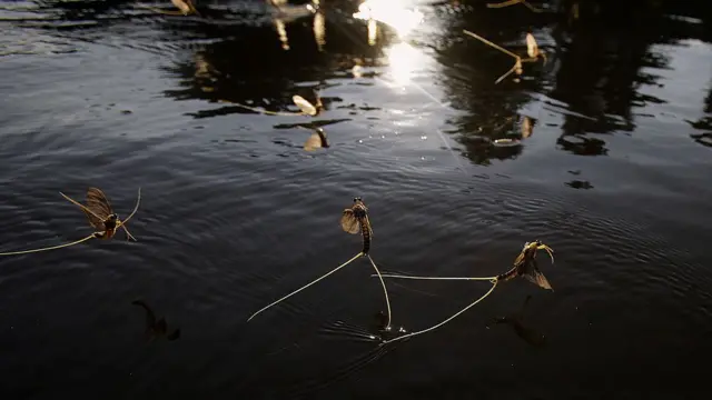 पराग्वे