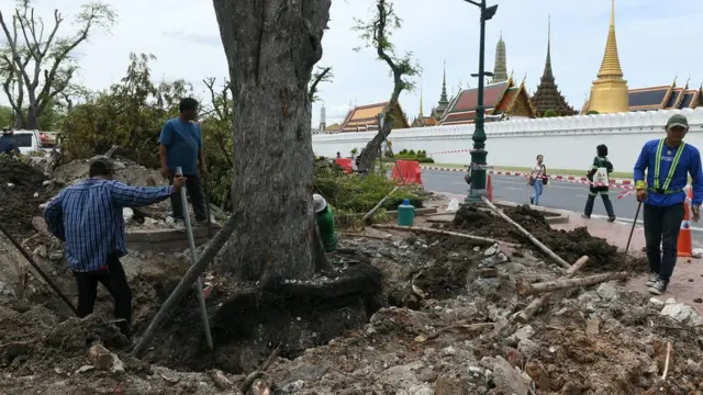 กทม. ยืนยันว่าต้นไม้จะถูกนำกลับมาที่เดิม เมื่อโครงการเสร็จสิ้น