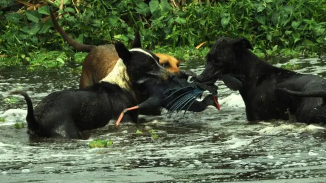 தாழைக்கோழியை வேட்டையாடும் நாய்கள்