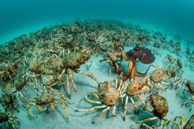 หมึกยักษ์ กำลังเลือกกินอาหารท่ามกลางฝูงปูยักษ์ที่เมอร์คิวรี แพสเซจ