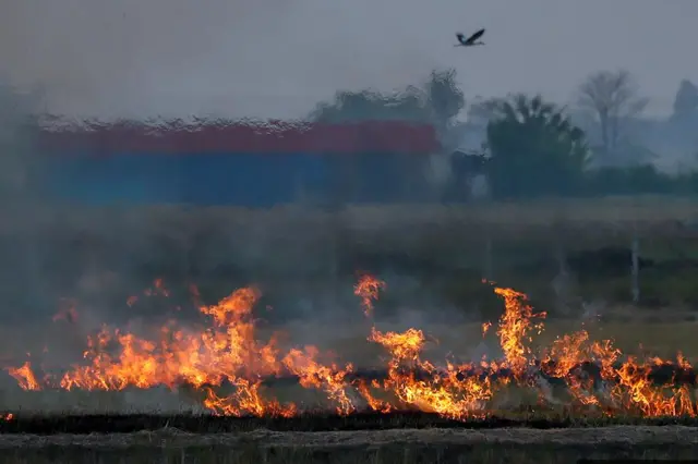 การเผาเศษซากการเกษตร