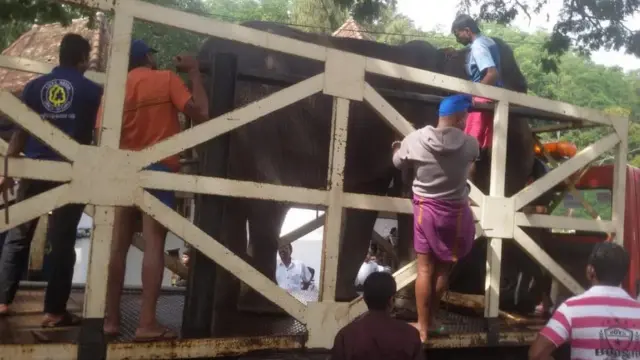 කෑගල්ල වෙත රැගෙන යන ටිකිරි