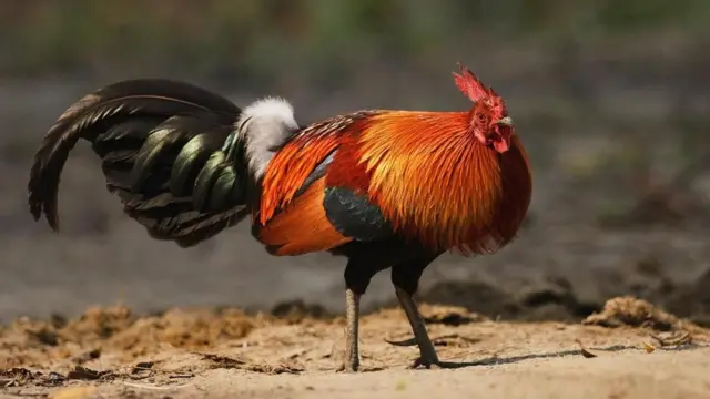 一只雄性原鸡(Gallus gallus)，这是与家鸡血缘关系最近的野生鸟类。 (图片来源: Tony Heald/naturepl.com)