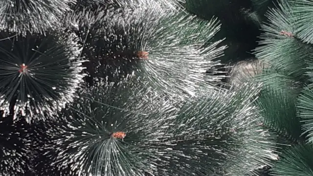 Ош базардагы желим балатылар