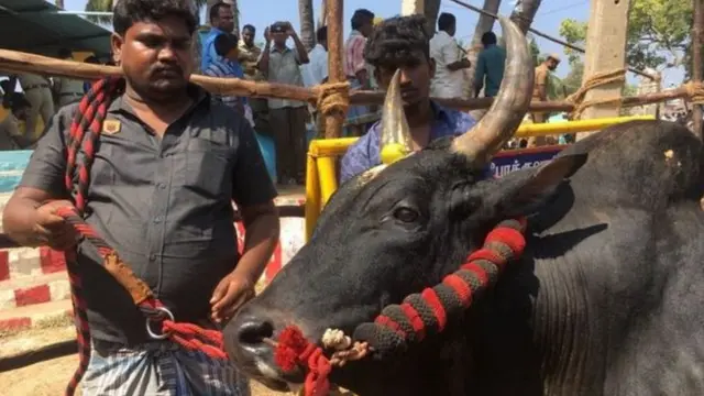 తమిళనాడులో జల్లికట్టు