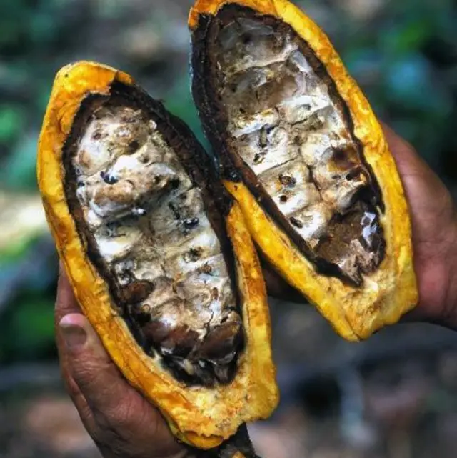 Fruto do cacau contaminado pela vassoura-de-bruxa