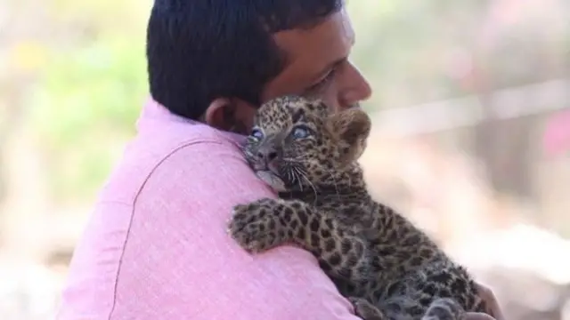 சிறுத்தைப்புலி குட்டி