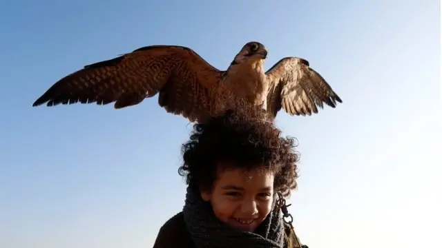 соколине полювання