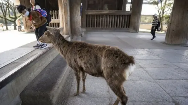 Paa hao wameingia mitaani kutafuta chakula kwasababu watalii waliokuwa wakiwalisha hawaendi tena katika makazi yao ya asili Mbuga ya Wanyama ya Nara.