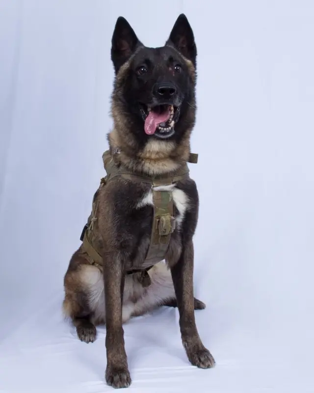 служебная собака