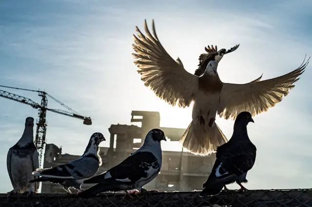 Pigeons are seen against a landscape of war-torn buildings