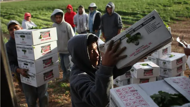 Trabajadores en una grangja de EE.UU.