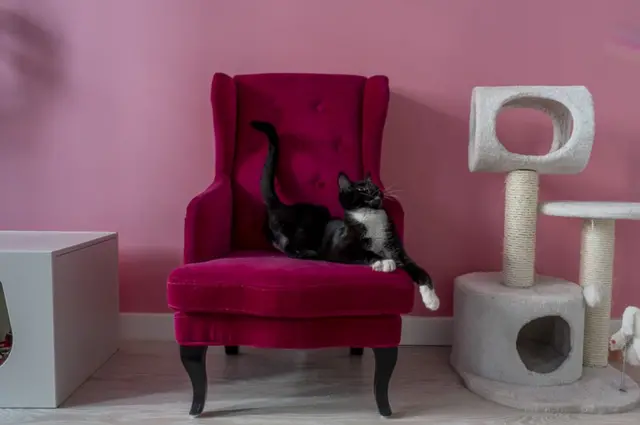 Кіт у креслі