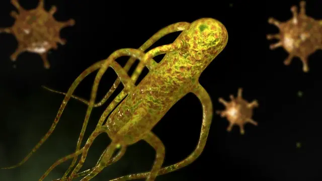 সালমোনেলা ব্যাকটেরিয়ার কারণে খাবারে বিষক্রিয়া হয়।