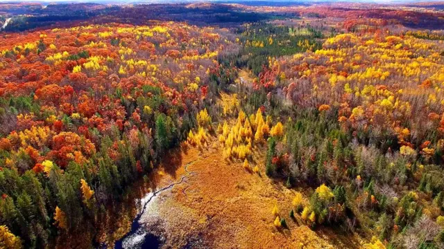 Грибной подземный монстр виден и на поверхности