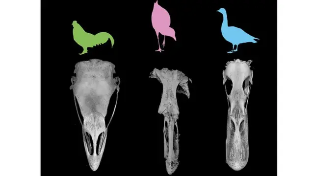Asteriornis занимает место посередине между сухопутными птицами вроде индюка(слева) и водоплавающими типа утки (справа)