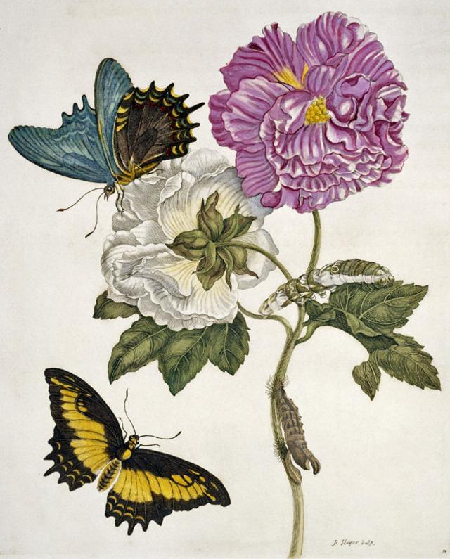 Flores e borboletas