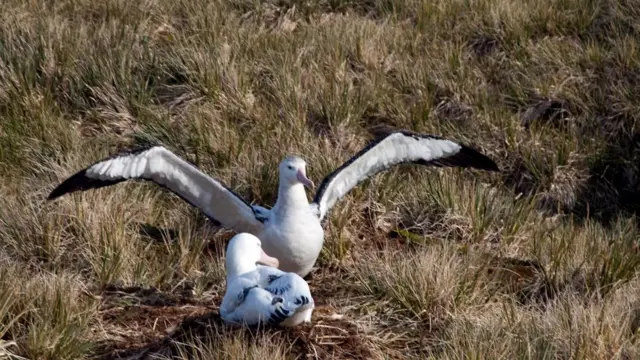 Південна Георгія