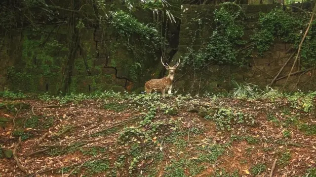 نیلما ورنگی