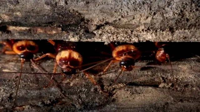 किटकांच्या अनेक प्रजाती होतायेत नष्ट, पण माशा आणि झुरळ्यांच्या संख्येत वाढ