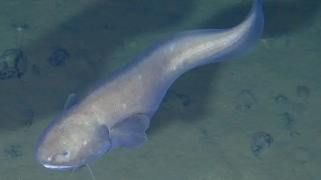 Peixe na região de Clarion-Clipperton