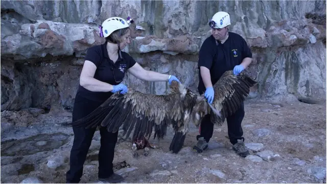 Неандертальцы могли ловить грифов, чтобы использовать их перья как украшения (Credit: BBC Earth)